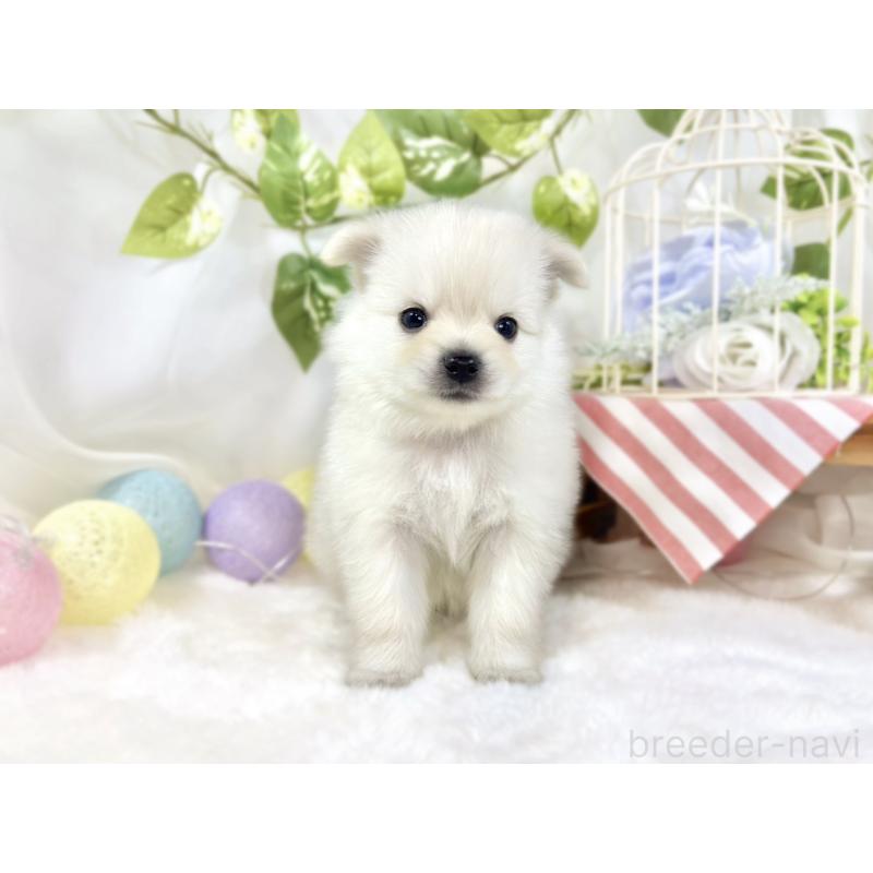 販売中の滋賀県のポメチワ:ポメラニアン×チワワ-450091の4枚目