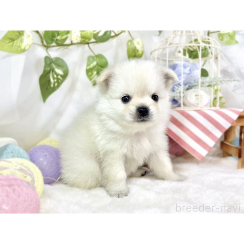 販売中の滋賀県のポメチワ:ポメラニアン×チワワ-450091の3枚目