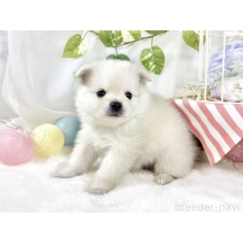 販売中の滋賀県のポメチワ:ポメラニアン×チワワ-450091の2枚目