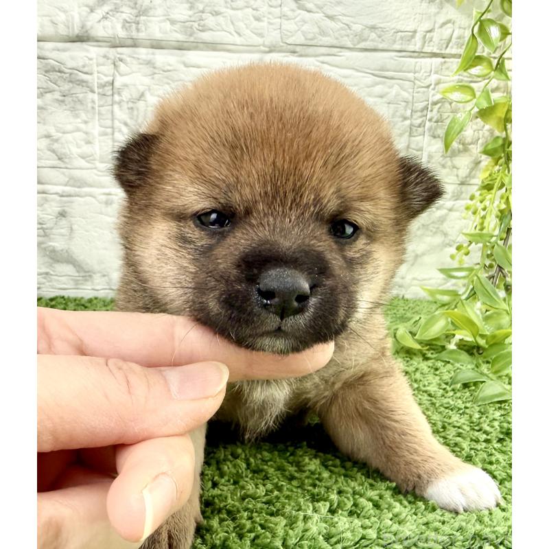 販売中の埼玉県の豆柴-450097の9枚目