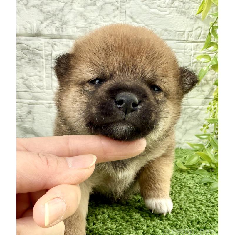 販売中の埼玉県の豆柴-450097の7枚目