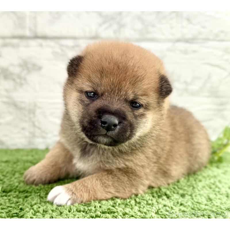 販売中の埼玉県の豆柴-450097の6枚目