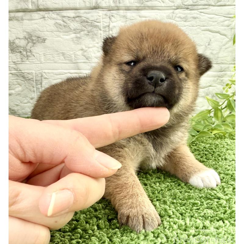 販売中の埼玉県の豆柴-450097の5枚目