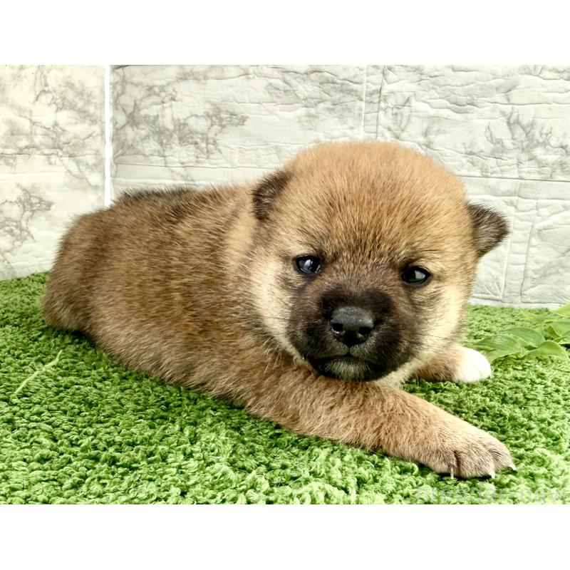 販売中の埼玉県の豆柴-450097の4枚目