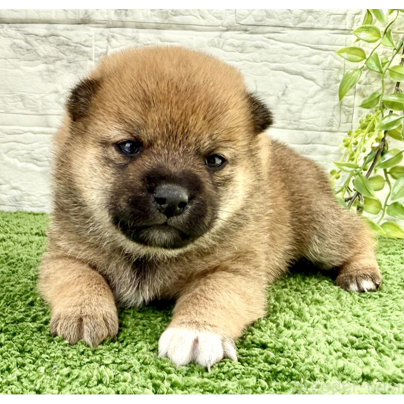 販売中の埼玉県の豆柴-450097の3枚目