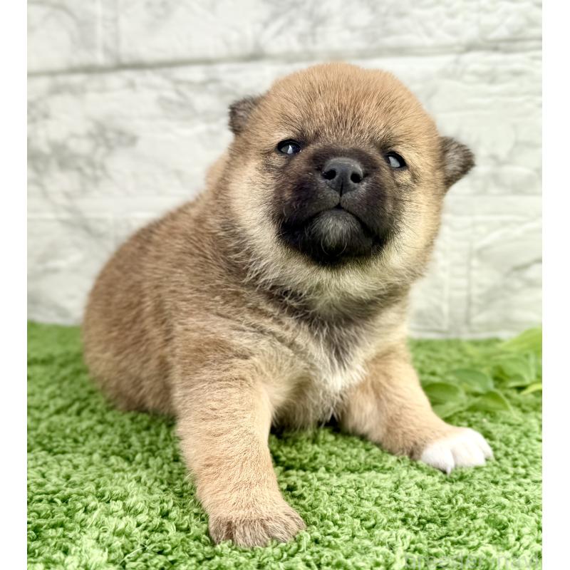 販売中の埼玉県の豆柴-450097の2枚目