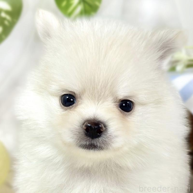 販売中の滋賀県のポメチワ:ポメラニアン×チワワ-450092