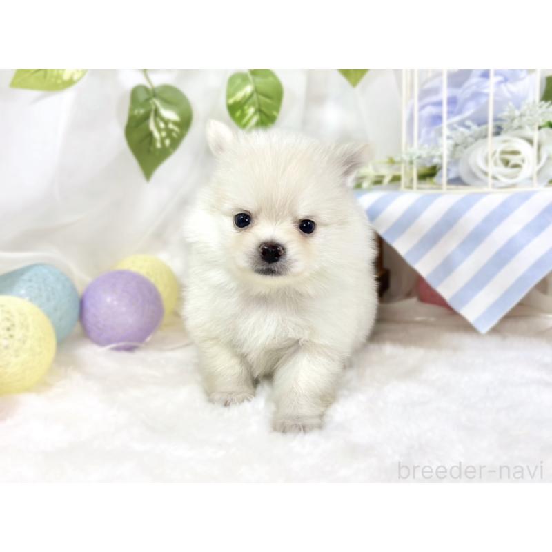 販売中の滋賀県のポメチワ:ポメラニアン×チワワ-450092の4枚目