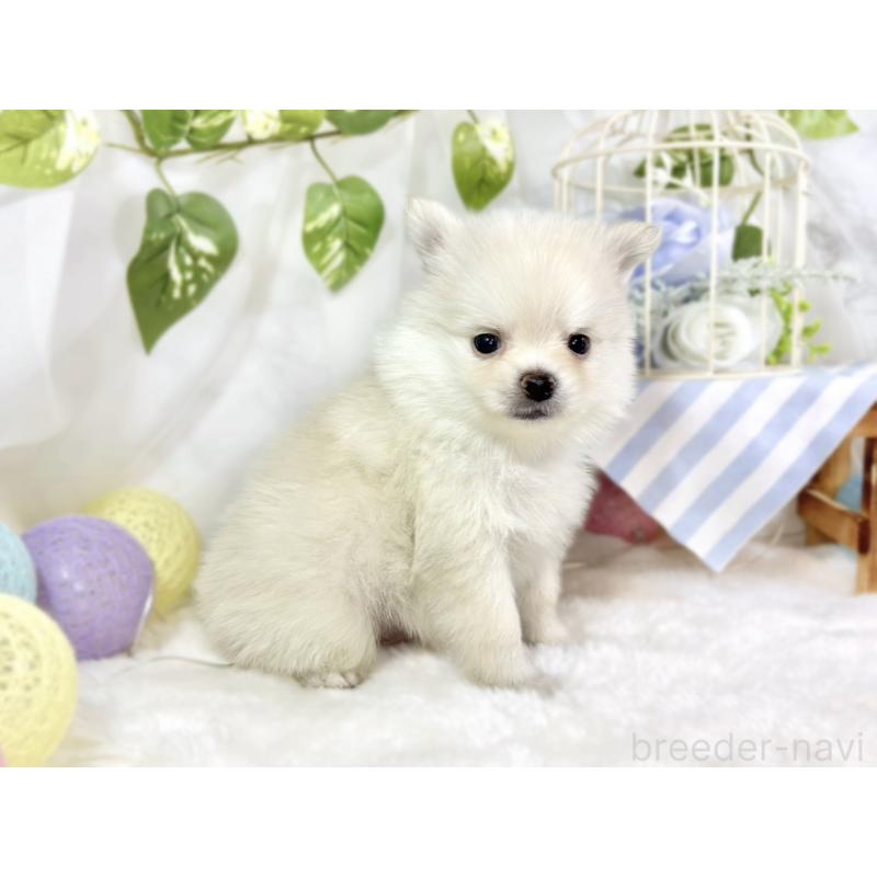 販売中の滋賀県のポメチワ:ポメラニアン×チワワ-450092の3枚目