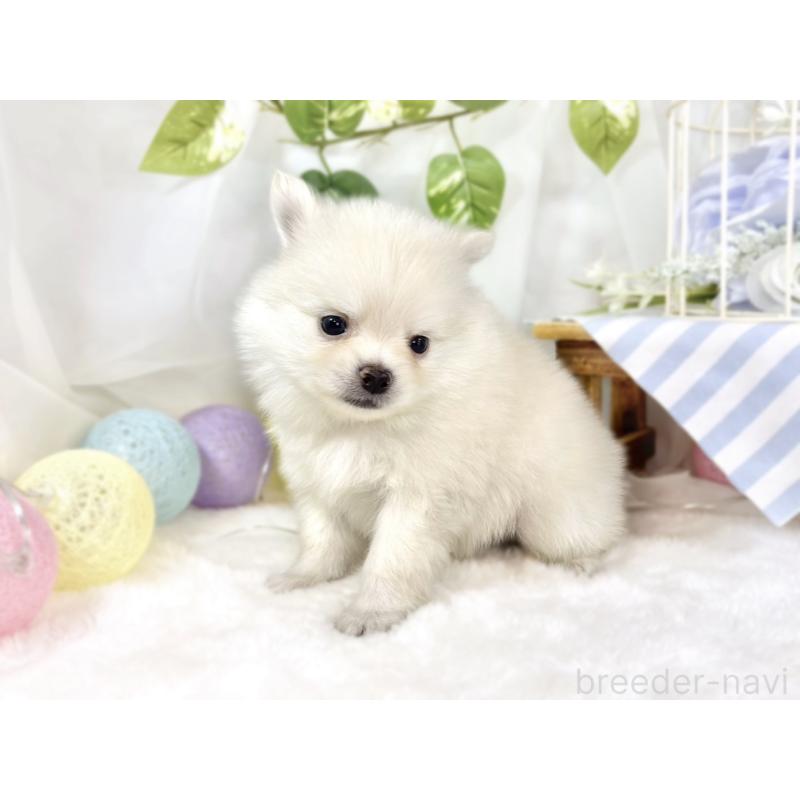 販売中の滋賀県のポメチワ:ポメラニアン×チワワ-450092の2枚目