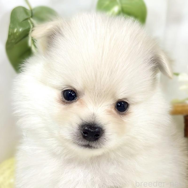 販売中の滋賀県のポメチワ:ポメラニアン×チワワ-450093の1枚目