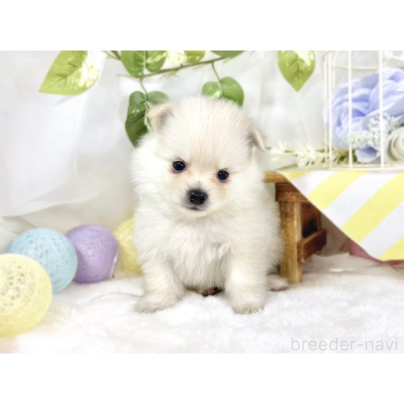 販売中の滋賀県のポメチワ:ポメラニアン×チワワ-450093の4枚目