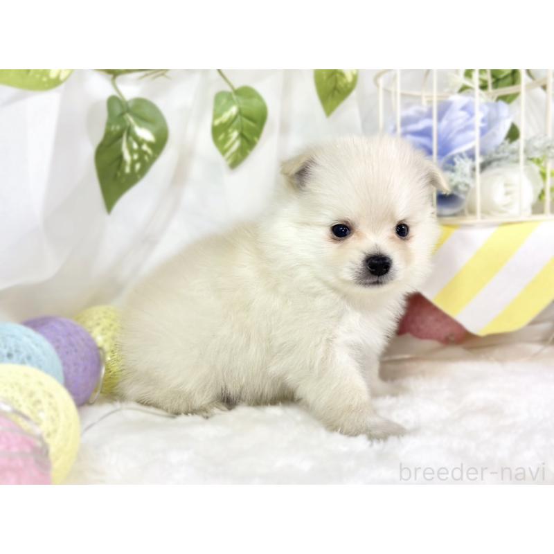 販売中の滋賀県のポメチワ:ポメラニアン×チワワ-450093の3枚目