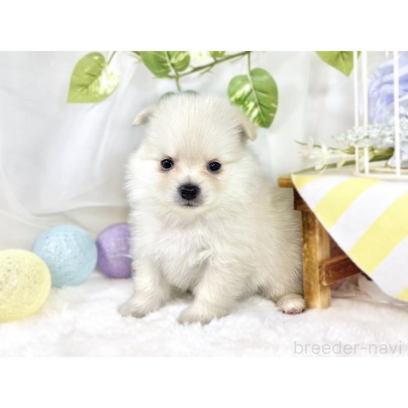販売中の滋賀県のポメチワ:ポメラニアン×チワワ-450093の2枚目