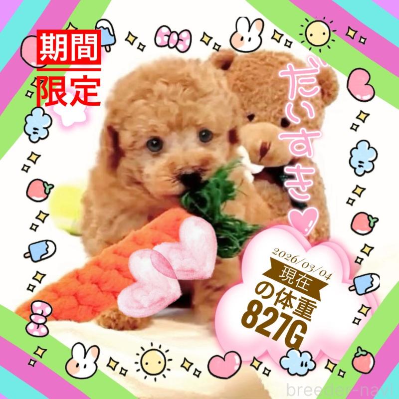 販売中の大阪府のタイニープードル-450094の15枚目