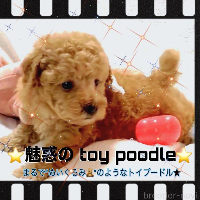 販売中の大阪府のタイニープードル-450094の14枚目