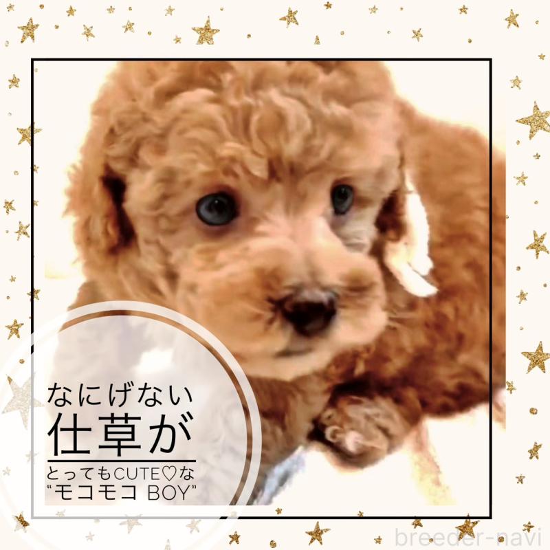 販売中の大阪府のタイニープードル-450094の11枚目