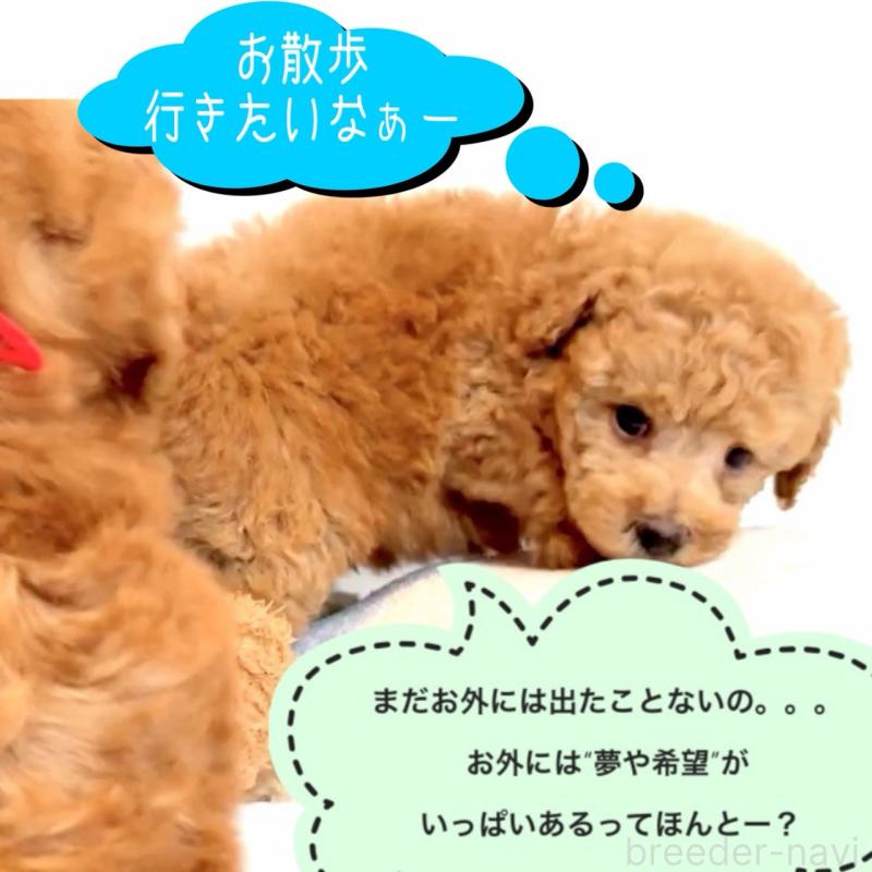 販売中の大阪府のタイニープードル-450094の10枚目