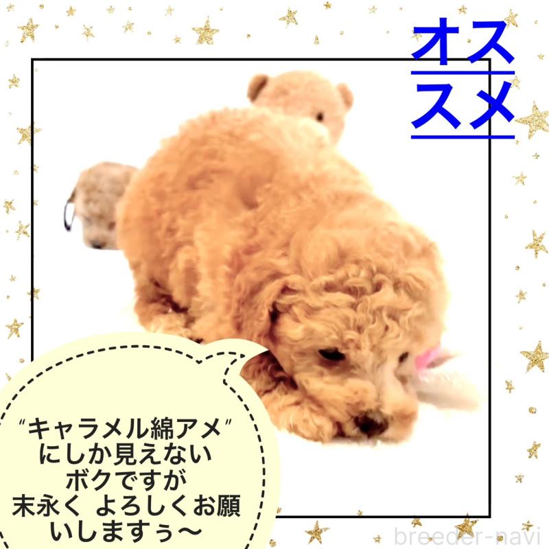 販売中の大阪府のタイニープードル-450094の9枚目