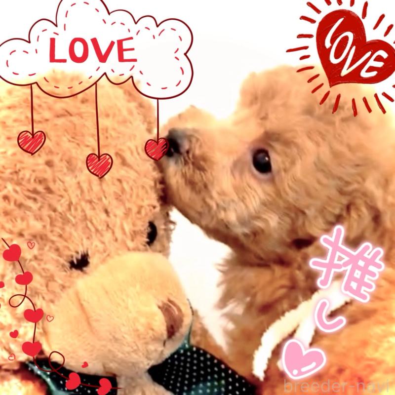 販売中の大阪府のタイニープードル-450094の1枚目