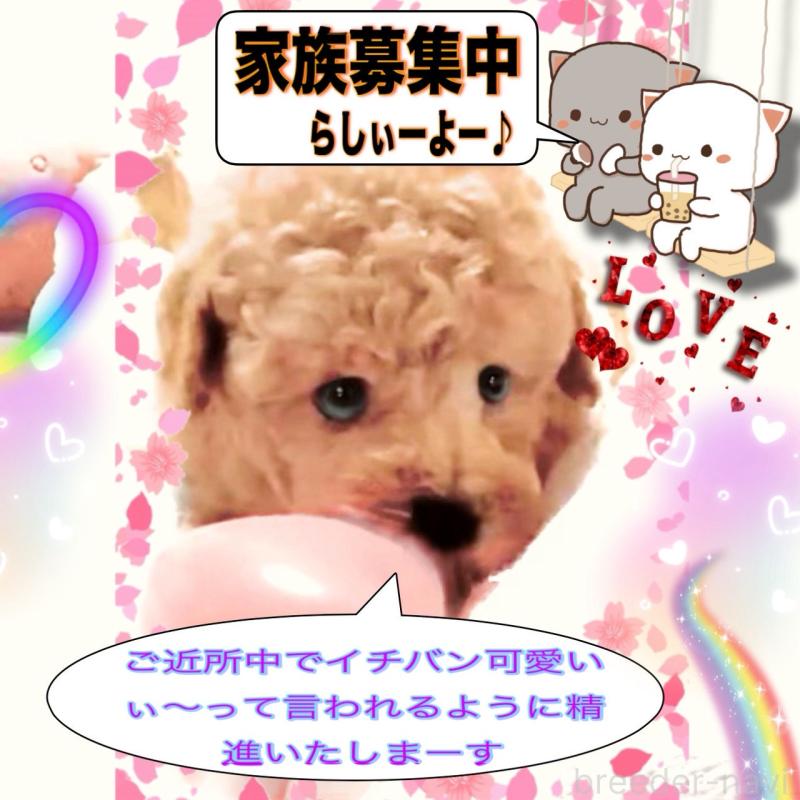 販売中の大阪府のタイニープードル-450094の7枚目