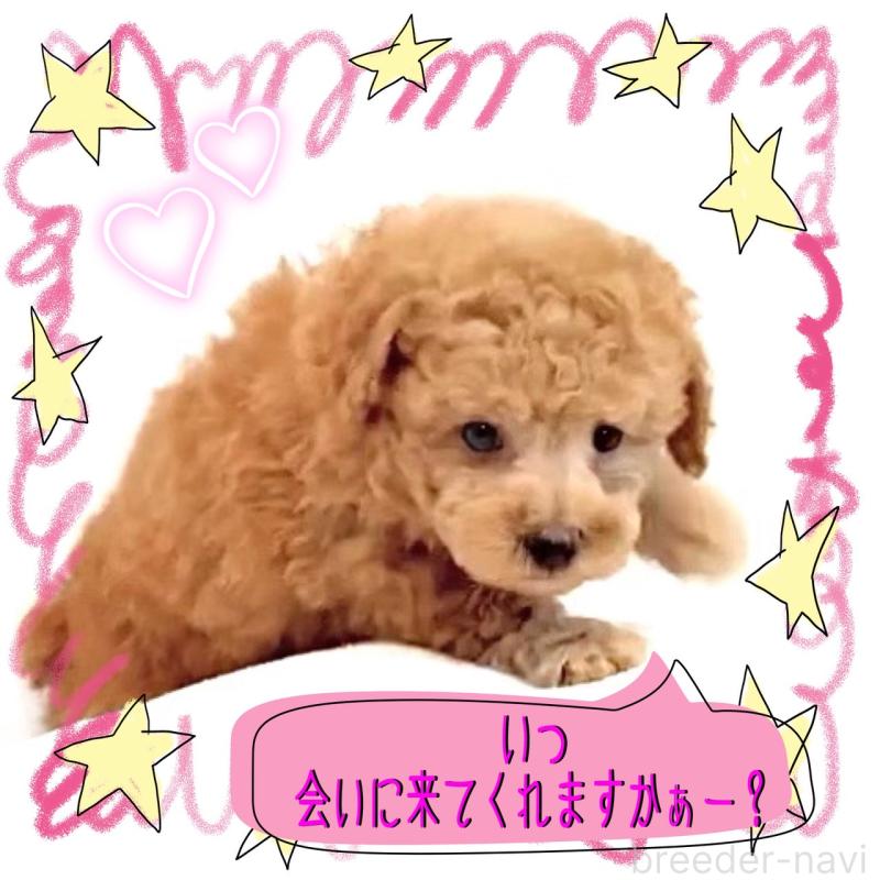 販売中の大阪府のタイニープードル-450094の8枚目