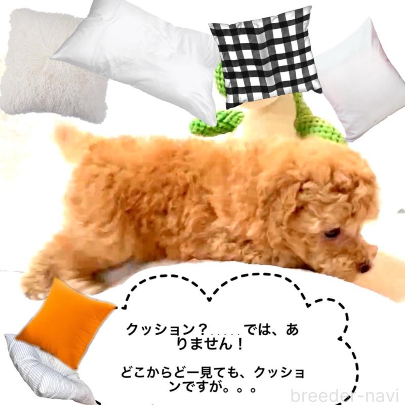 販売中の大阪府のタイニープードル-450094の5枚目