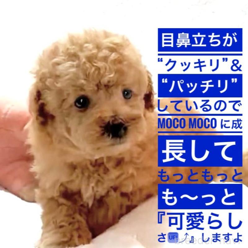 販売中の大阪府のタイニープードル-450094の6枚目
