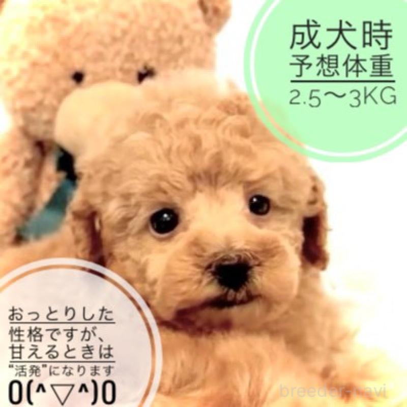 販売中の大阪府のタイニープードル-450094の4枚目