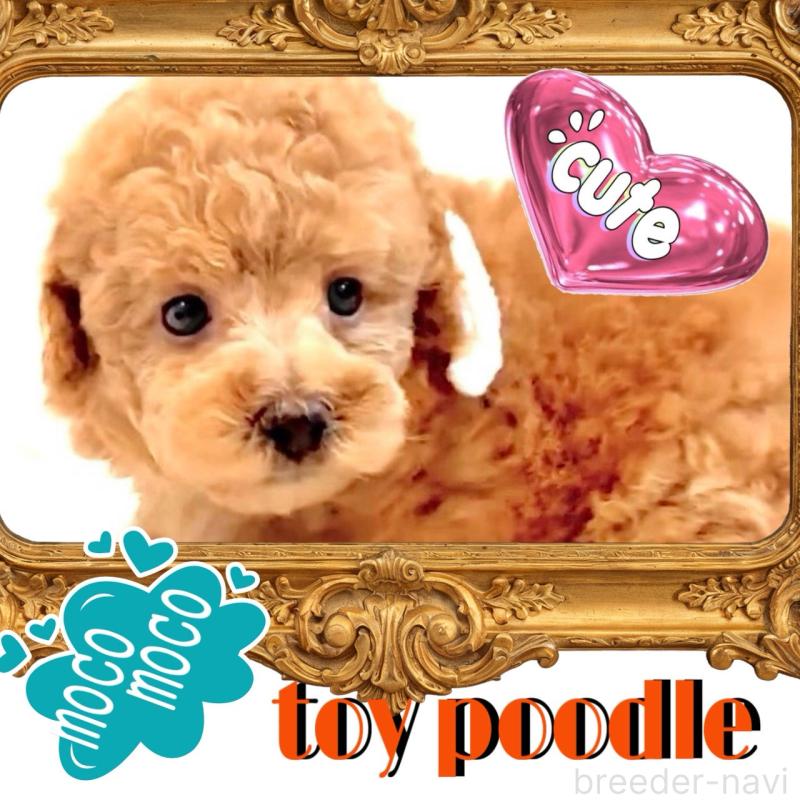 販売中の大阪府のタイニープードル-450094の3枚目