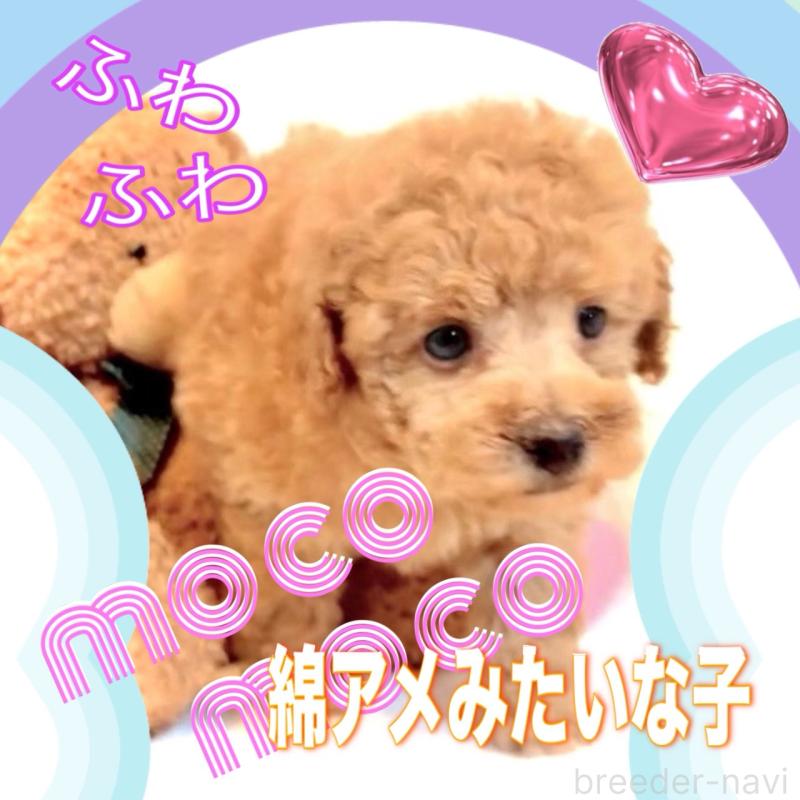 販売中の大阪府のタイニープードル-450094の2枚目