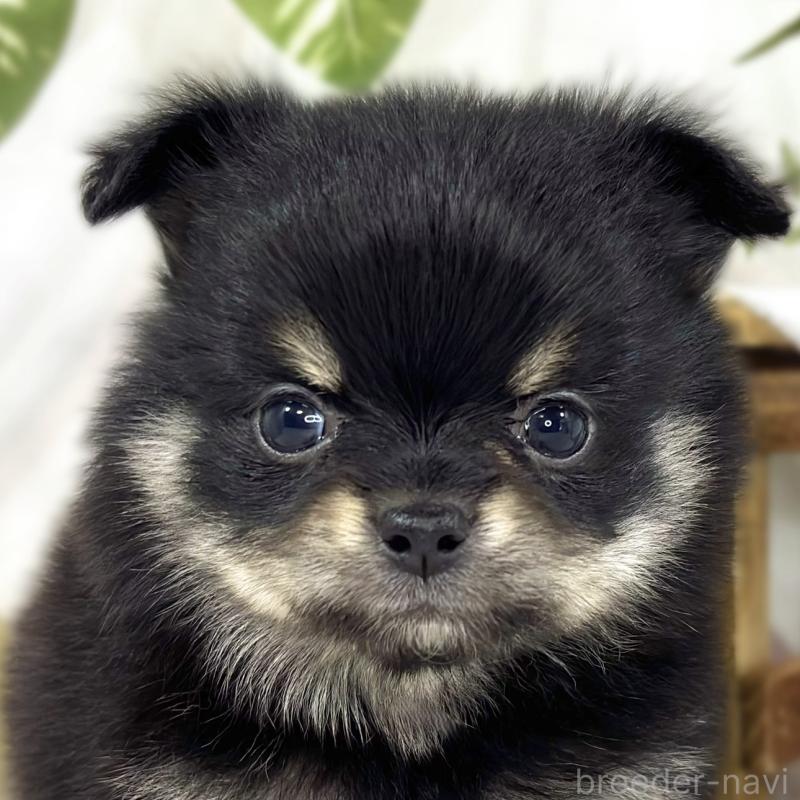 販売中の滋賀県のポメチワ:ポメラニアン×チワワ-450095