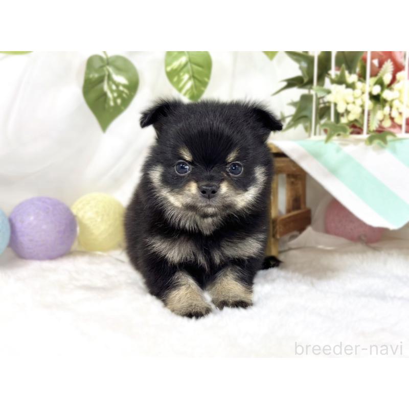 販売中の滋賀県のポメチワ:ポメラニアン×チワワ-450095の4枚目