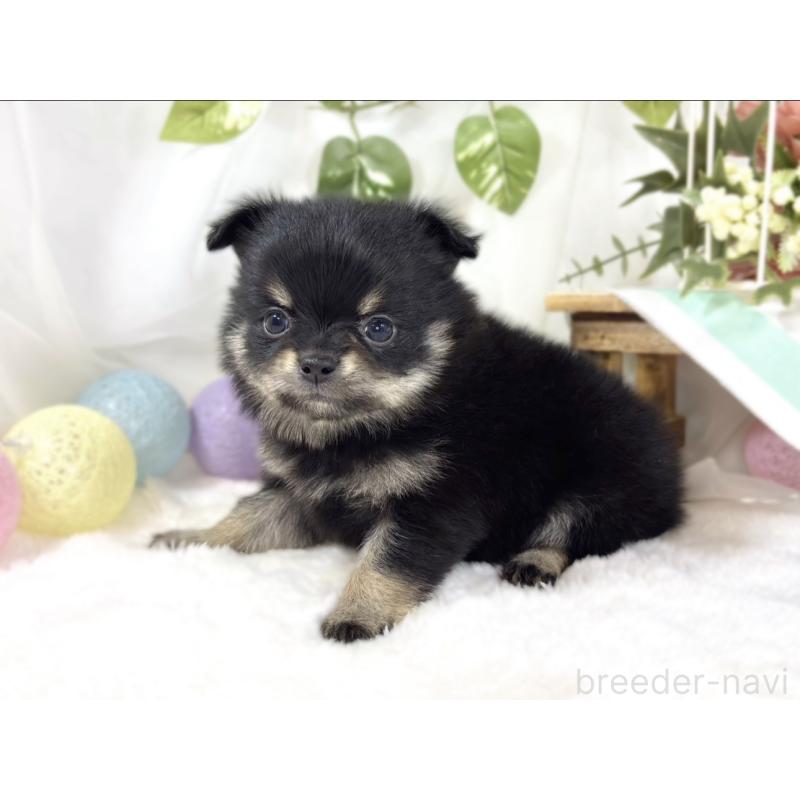 販売中の滋賀県のポメチワ:ポメラニアン×チワワ-450095の3枚目