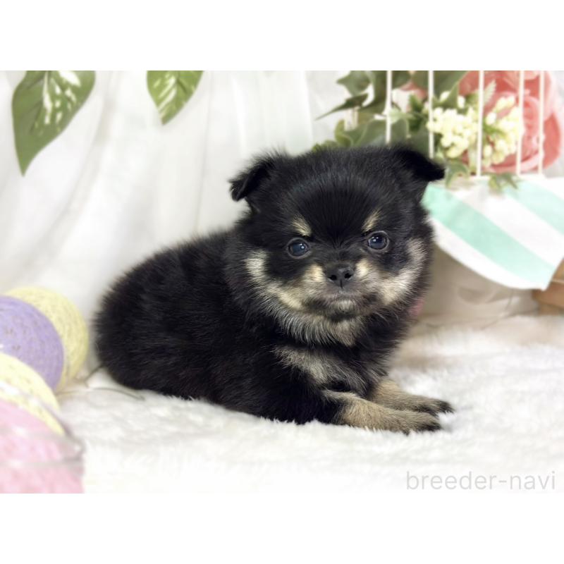 販売中の滋賀県のポメチワ:ポメラニアン×チワワ-450095の2枚目