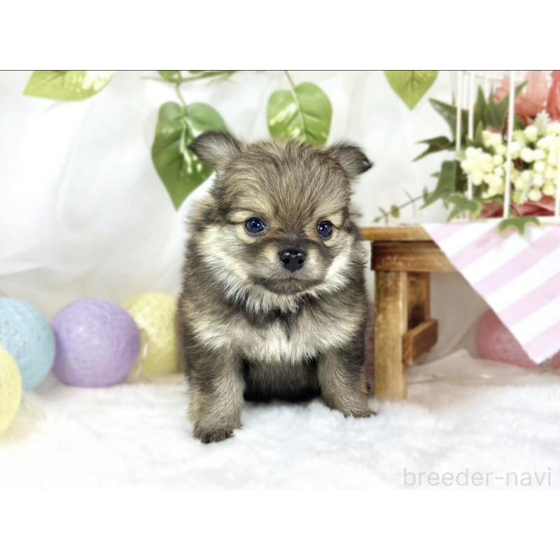 販売中の滋賀県のポメチワ:ポメラニアン×チワワ-450096の4枚目