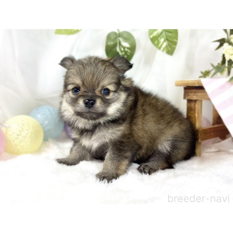 販売中の滋賀県のポメチワ:ポメラニアン×チワワ-450096の3枚目