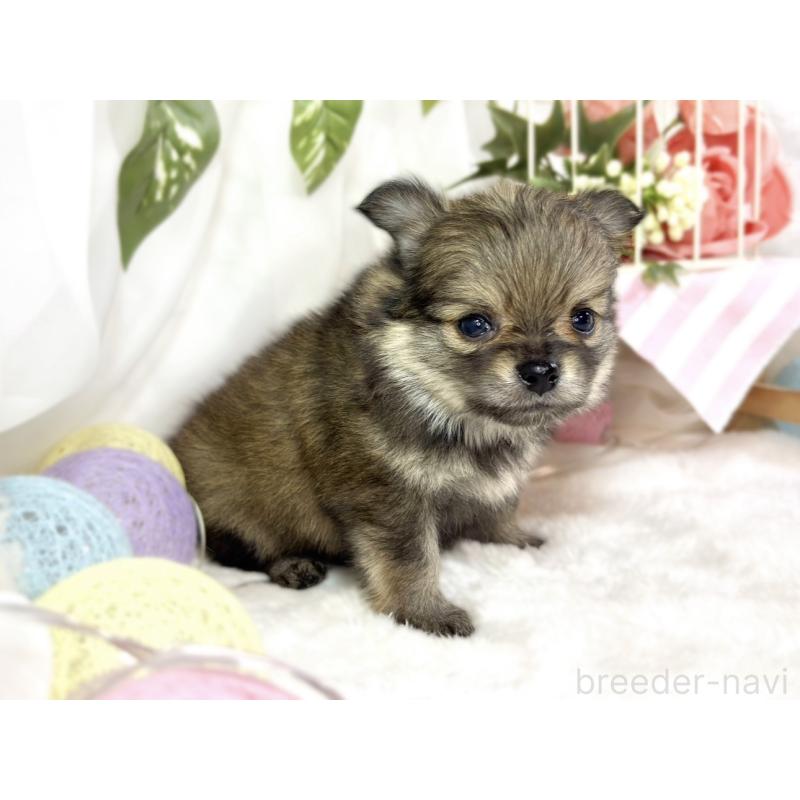 販売中の滋賀県のポメチワ:ポメラニアン×チワワ-450096の2枚目