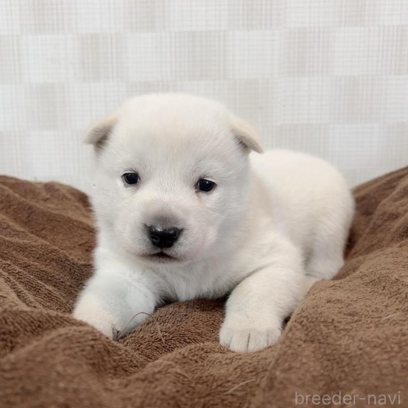 販売中の大阪府の北海道犬-450099の1枚目