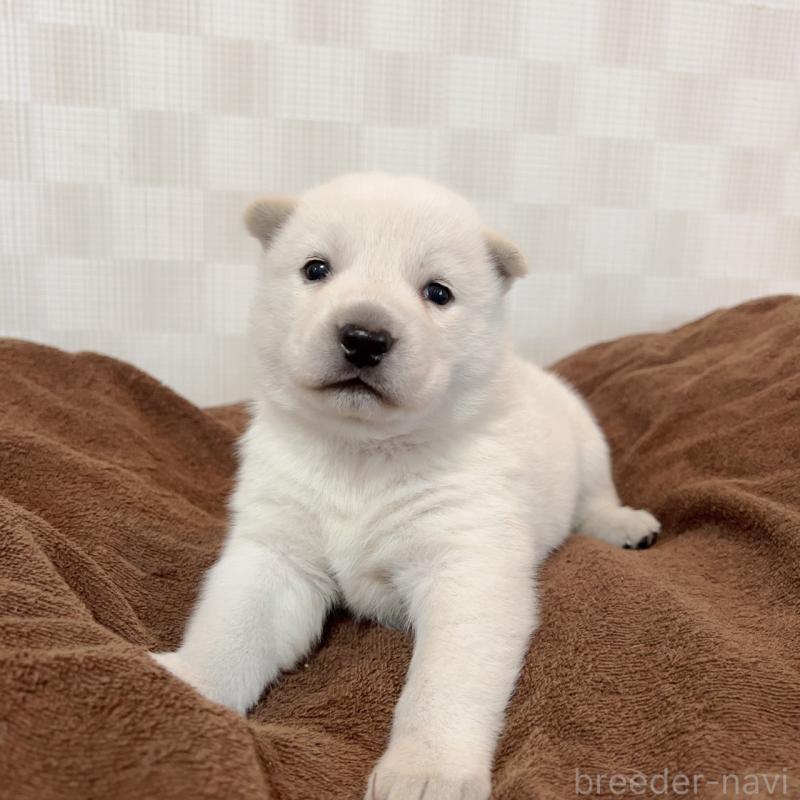 販売中の大阪府の北海道犬-450099の5枚目