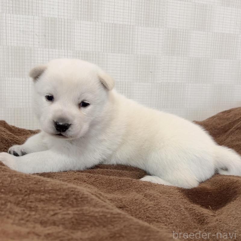 販売中の大阪府の北海道犬-450099の4枚目