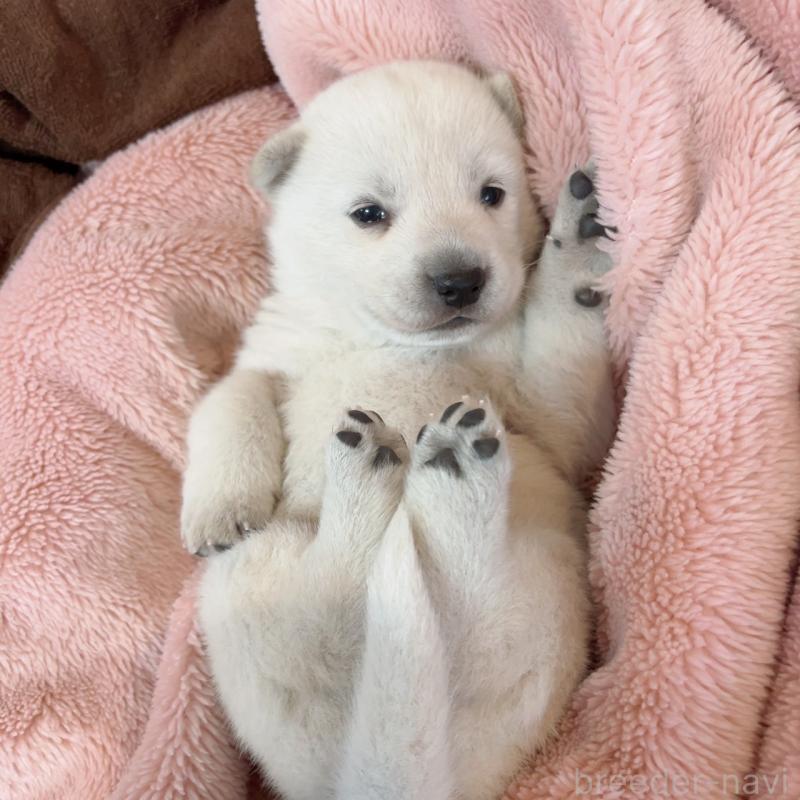 販売中の大阪府の北海道犬-450099の3枚目