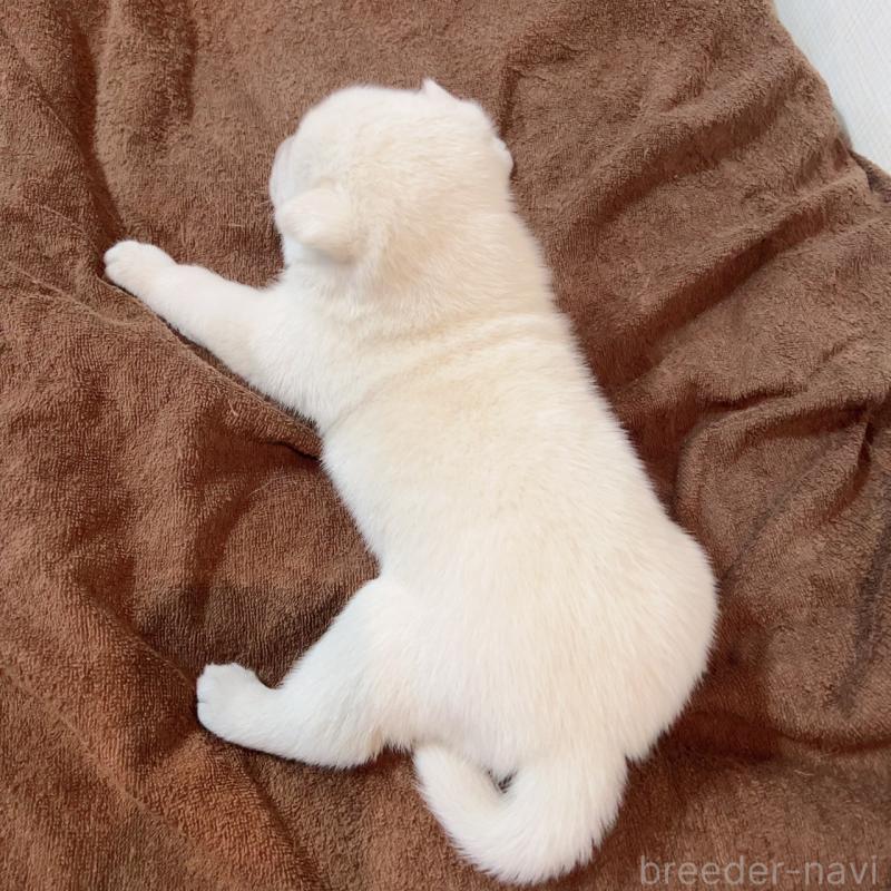 販売中の大阪府の北海道犬-450099の2枚目