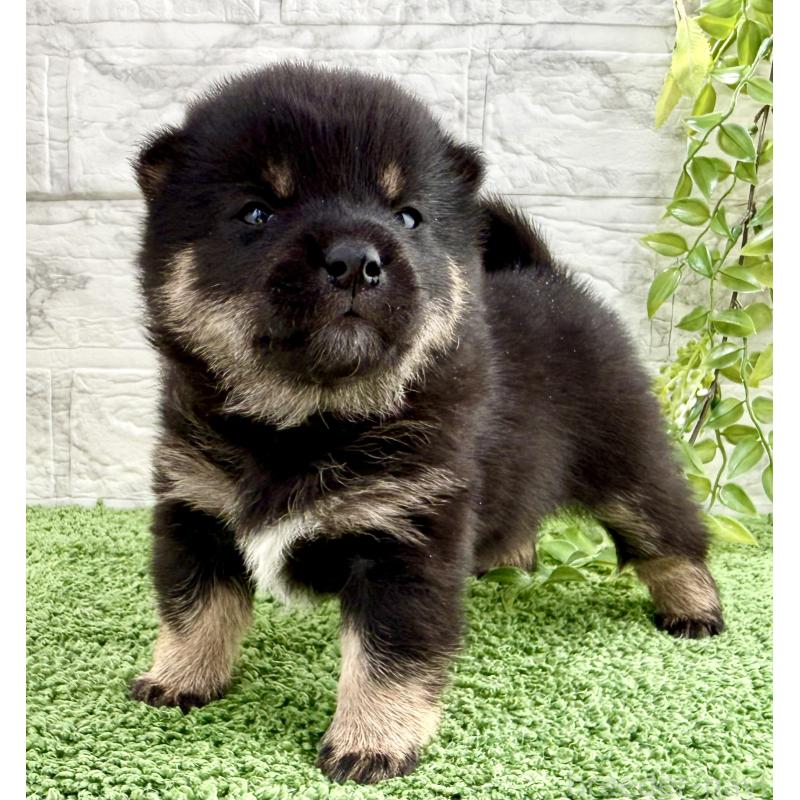 販売中の埼玉県の豆柴-450101の8枚目