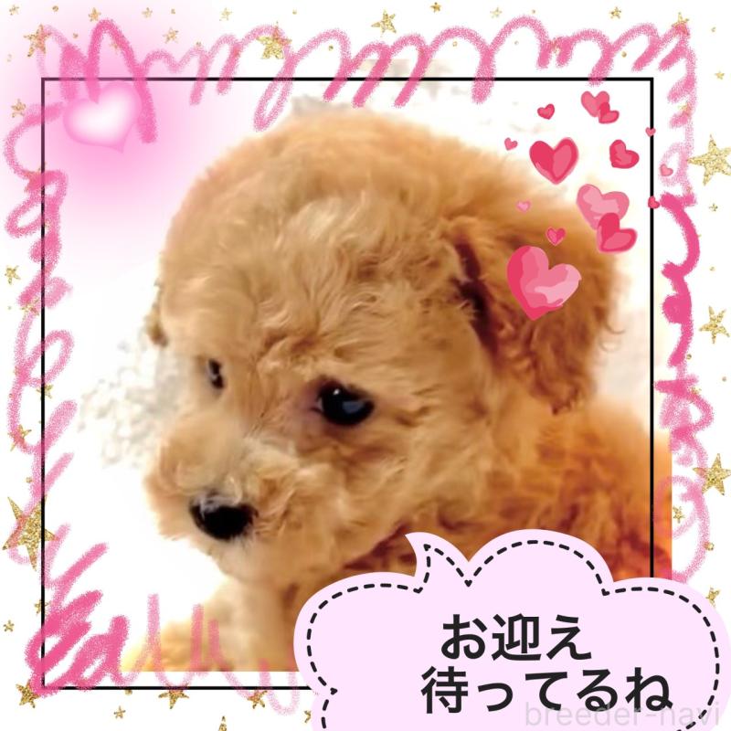 販売中の大阪府のタイニープードル-450100の15枚目