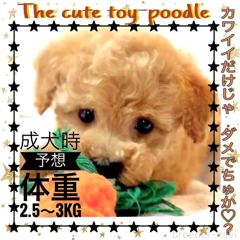 販売中の大阪府のタイニープードル-450100の14枚目