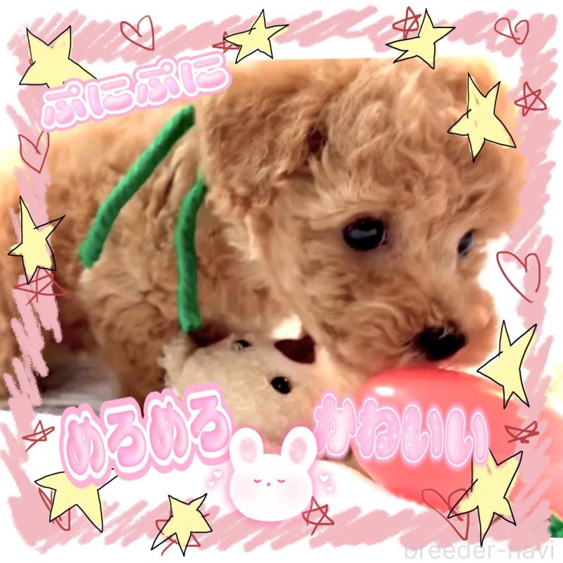 販売中の大阪府のタイニープードル-450100の13枚目