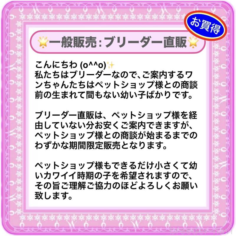 販売中の大阪府のタイニープードル-450100の12枚目