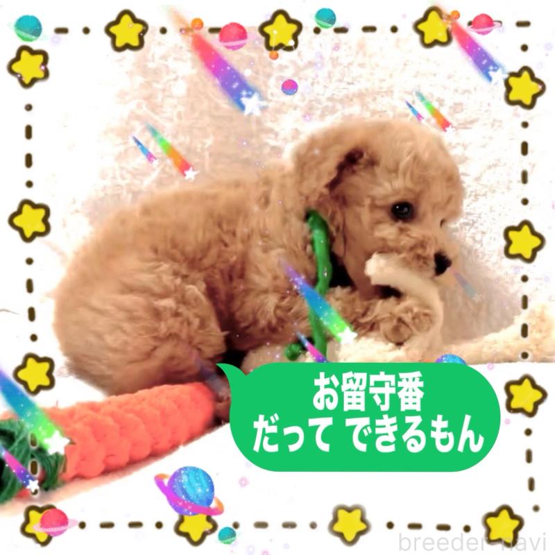 販売中の大阪府のタイニープードル-450100の10枚目