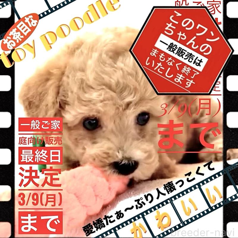 販売中の大阪府のタイニープードル-450100の9枚目